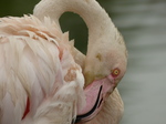 FZ029911 Greater flamingo (Phoenicopterus roseus).jpg